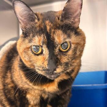 Domestic Short Hair Cats Available for Adoption in Evansville, Indiana - Yuki | PetCurious
