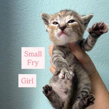 Small Fry 54177 -  Domestic Short Hair Cat for Adoption in Las Vegas, Nevada - Small Fry 54177 | PetCurious