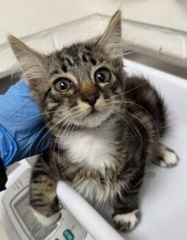 Ford -  Domestic Long Hair Cat for Adoption in Oakland, California - Ford | PetCurious