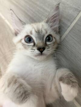 Chip -  Siamese and Domestic Short Hair Cat for Adoption in St. Augustine, Florida - Chip | PetCurious