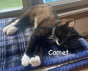 Comet -  Domestic Short Hair Cat for Adoption in Topsham, Maine - Comet | PetCurious