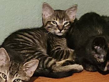 Onyx Night 0241 -  Domestic Short Hair Cat for Adoption in Dallas, Texas - Onyx Night 0241 | PetCurious