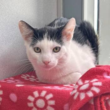 Marzipan -  Domestic Short Hair Cat for Adoption in Hailey, Idaho - Marzipan | PetCurious