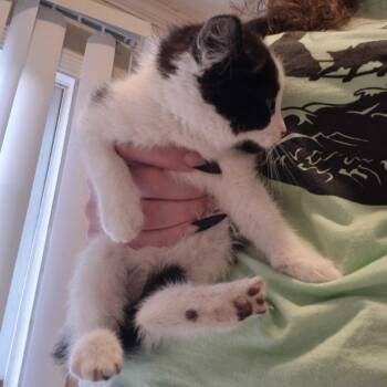 Mags -  Domestic Short Hair Cat for Adoption in Summerlee, West Virginia - Mags | PetCurious