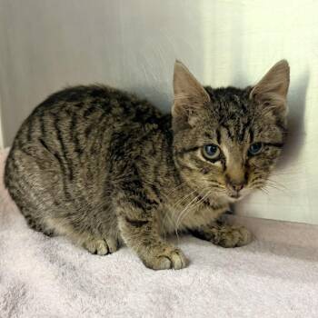 Domestic Short Hair Cats Available for Adoption - Sylvia | PetCurious