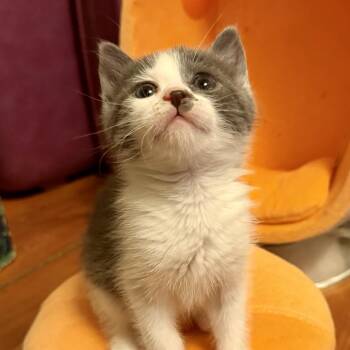 Langley -  Domestic Short Hair Cat for Adoption in Cooperstown, New York - Langley | PetCurious