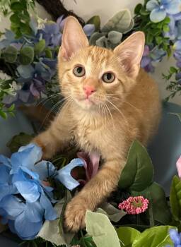 Rescue Domestic Short Hair Cats for Adoption in Stillwater, Oklahoma - 6/20/25 - Jinu | PetCurious