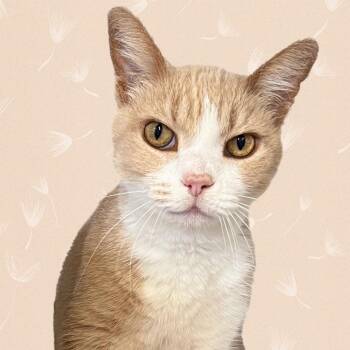 Rescue Domestic Short Hair Cats for Adoption in St. Louis, Missouri - Mrs. Weasley | PetCurious