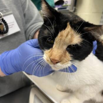 Domestic Short Hair Cats Available for Adoption in Charlottesville, Virginia - Summer | PetCurious