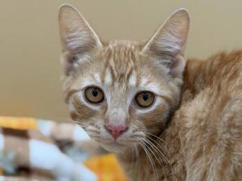 Squash -  Domestic Short Hair Cat for Adoption in Portland, Oregon - Squash | PetCurious