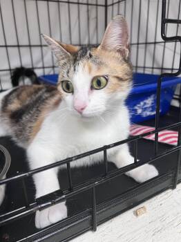 Calico Cats Available for Adoption in Greenville, Delaware - Hypathia(FCID# 03/13/2026-105) | PetCurious
