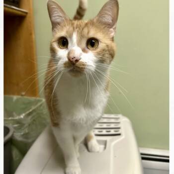 Rescue Domestic Short Hair Cats for Adoption in East Montpelier, Vermont - Pooh | PetCurious