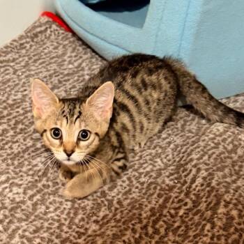 Cider -  Domestic Short Hair Cat for Adoption in La Grange, Kentucky - Cider | PetCurious