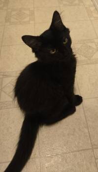 Nico -  Domestic Long Hair Cat for Adoption in Bossier City, Louisiana - Nico | PetCurious