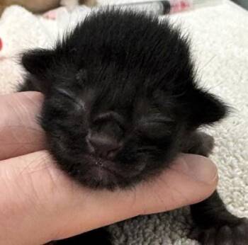 Mo -  Domestic Short Hair Cat for Adoption in Lafayette, Indiana - Mo | PetCurious