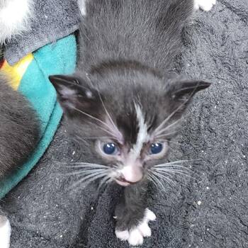 Domestic Short Hair Cats Available for Adoption in Milton, Florida - Curious George | PetCurious