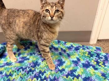 Tabby Cats Available for Adoption - Dolly | PetCurious
