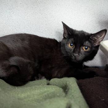 Ferula -  Domestic Short Hair Cat for Adoption in Evansville, Indiana - Ferula | PetCurious