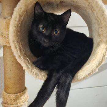 Krishna -  Domestic Short Hair Cat for Adoption in Ellensburg, Washington - Krishna | PetCurious
