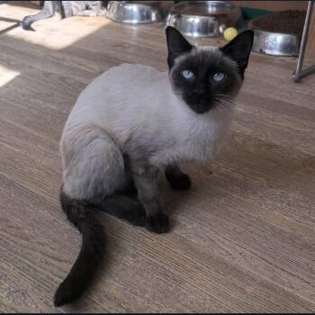 Meese -  Siamese Cat for Adoption in Berkeley Springs, West Virginia - Meese | PetCurious