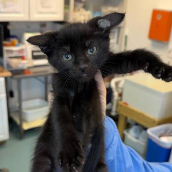 Ginger Snap 30 -  Domestic Short Hair Cat for Adoption in Austin, Texas - Ginger Snap 30 | PetCurious