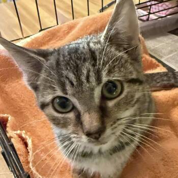 Chips -  Domestic Short Hair Cat for Adoption in West Orange, New Jersey - Chips | PetCurious