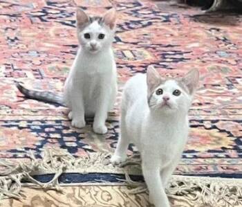 Tabby and Domestic Short Hair Cats Available for Adoption in Walnut Creek, California - Magdalena | PetCurious