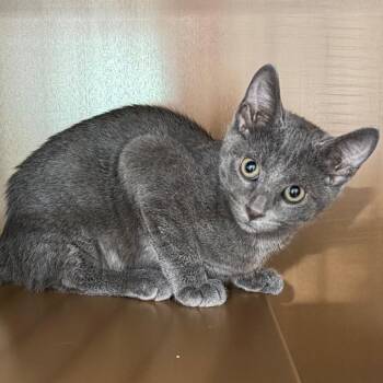 Rizzo -  Domestic Short Hair Cat for Adoption in Middlebury, Vermont - Rizzo | PetCurious