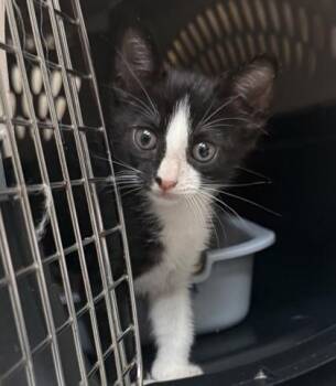 Prime -  Domestic Short Hair Cat for Adoption in Honolulu, Hawaii - Prime | PetCurious