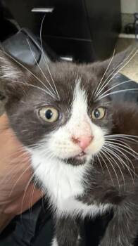 Domestic Short Hair Cats Available for Adoption in Doral, Florida - MASK | PetCurious