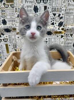 Marley (Maisie) -  Domestic Medium Hair Cat for Adoption in Huntington Beach, California - Marley (Maisie) | PetCurious