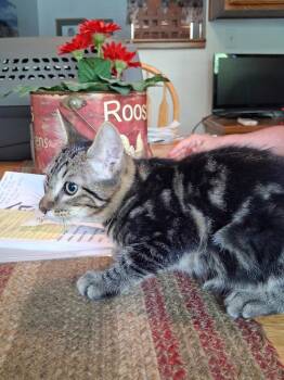 Piper -  Domestic Short Hair Cat for Adoption in Ogden, Utah - Piper | PetCurious