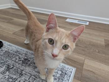 Domestic Short Hair Cats Available for Adoption - Pumpkin | PetCurious