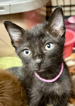 Rescue Bombay and American Shorthair Cats for Adoption in New Orleans, Louisiana - Mini | PetCurious