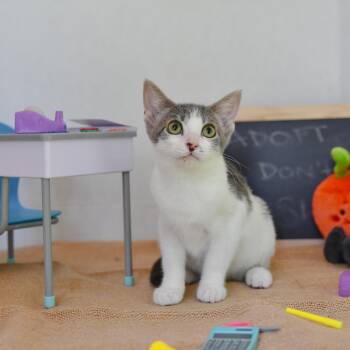 Rescue Domestic Short Hair Cats for Adoption in Hermitage, Pennsylvania - Cinnabar | PetCurious