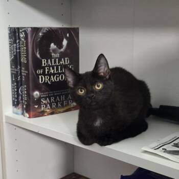 Petey -  Domestic Short Hair Cat for Adoption in Jarrettsville, Maryland - Petey | PetCurious