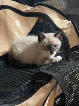 Merlin -  Siamese Cat Available for Adoption in Snyder, Texas - Merlin | PetCurious