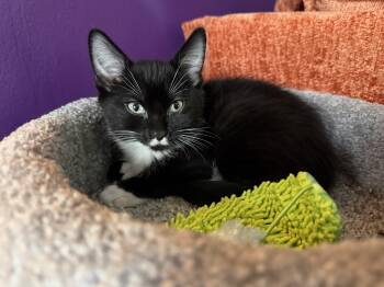 Sylvester -  American Shorthair Cat for Adoption in Cincinnati, Ohio - Sylvester | PetCurious