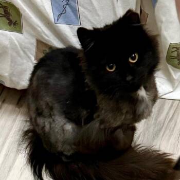 Shadow -  Domestic Long Hair Cat for Adoption in Kansas City, Missouri - Shadow | PetCurious