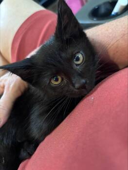 Stan (FCID# 06/08/2026 - 92) KC -  Domestic Short Hair Cat for Adoption in Greenville, Delaware - Stan (FCID# 06/08/2026 - 92) KC | PetCurious