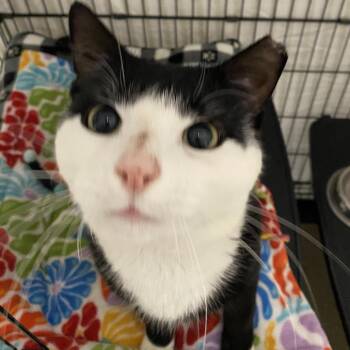 26-164 Soda Pop -  Domestic Short Hair Cat Available for Adoption in North Branford, Connecticut - 26-164 Soda Pop | PetCurious