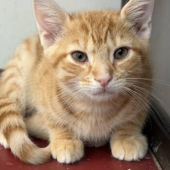 Glacier -  Domestic Short Hair Cat for Adoption in Quakertown, Pennsylvania - Glacier | PetCurious