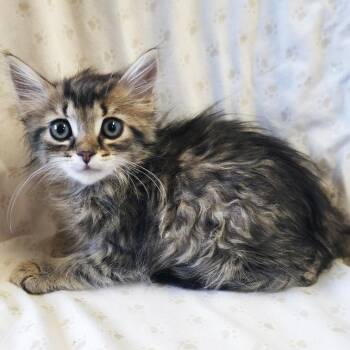 Baguette -  Domestic Long Hair Cat for Adoption in Mt. Juliet, Tennessee - Baguette | PetCurious