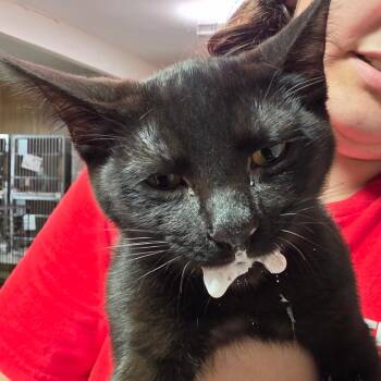 Kaladin FKA Shadow -  Domestic Short Hair Cat for Adoption in Leander, Texas - Kaladin FKA Shadow | PetCurious