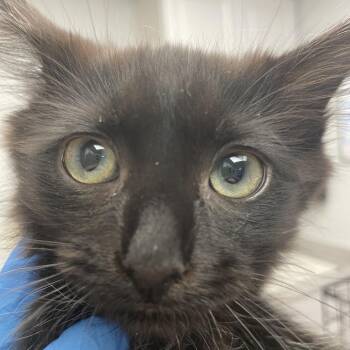 Warhol -  Domestic Medium Hair Cat for Adoption in Las Vegas, Nevada - Warhol | PetCurious