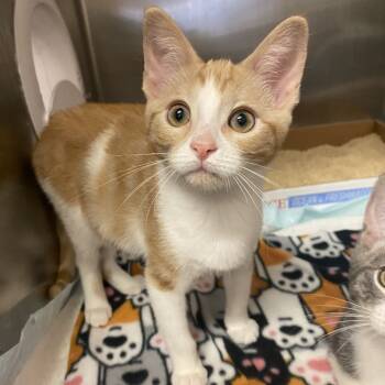 Rescue Domestic Short Hair Cats for Adoption in Los Angeles, California - Sugar | PetCurious