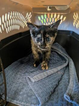 Taco Bell Fire Sauce -  Domestic Short Hair Cat for Adoption in Atlanta, Georgia - Taco Bell Fire Sauce | PetCurious