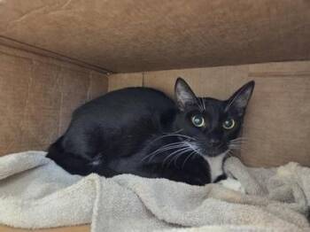 Domestic Short Hair Cats Available for Adoption in Honolulu, Hawaii - Sky | PetCurious