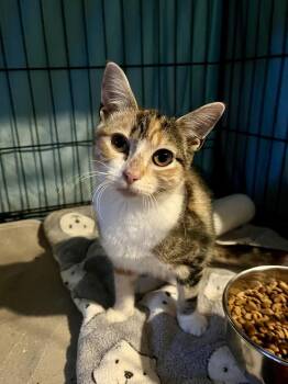 Mittsu -  Domestic Short Hair Cat for Adoption in Emerald Isle, North Carolina - Mittsu | PetCurious