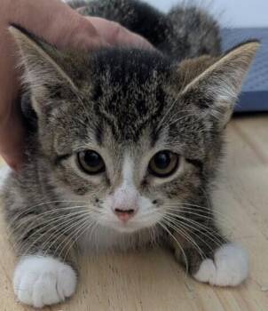 River -  Domestic Short Hair Cat for Adoption in Dayton, Minnesota - River | PetCurious